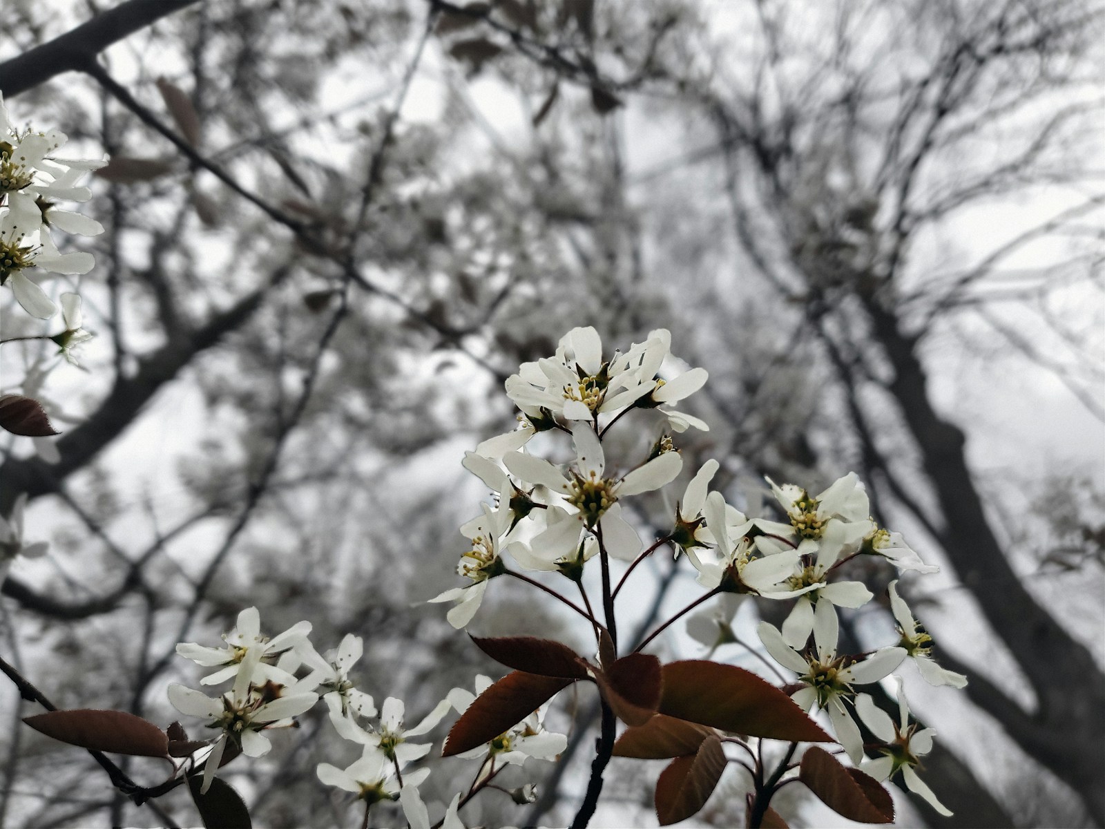 Świdośliwa (serviceberry) w kwitnieniu — białe kwiaty na gałęzi