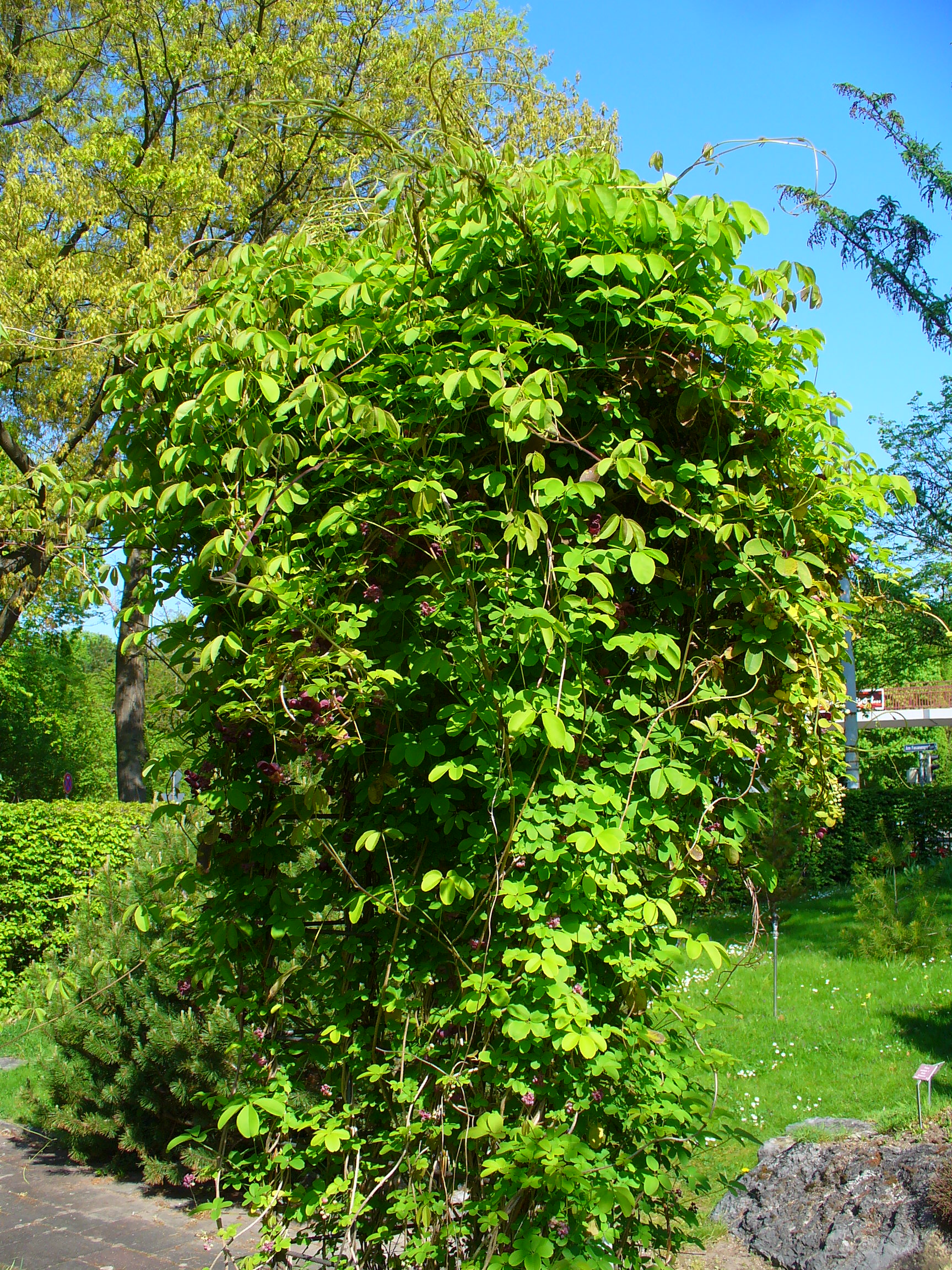 Akebia pięciolistkowa (Akebia quinata) — kwiaty i liście pnącza